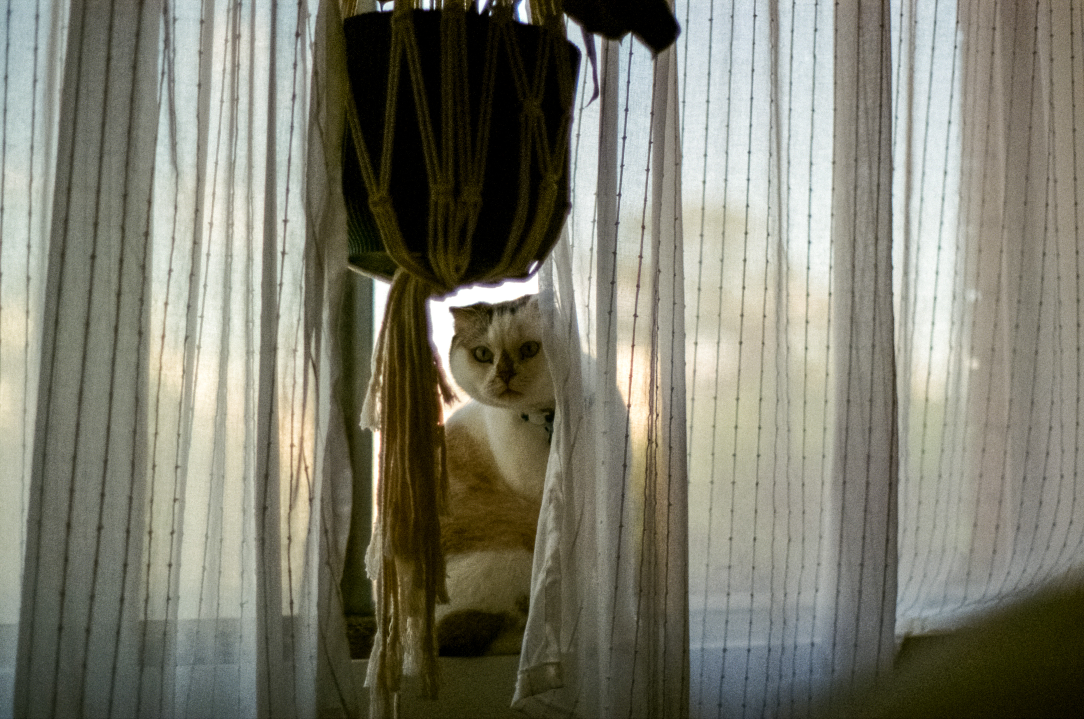 Brown and white cat sitting on a windowsill peers nervously around the edge of some curtains, looking into the camera.