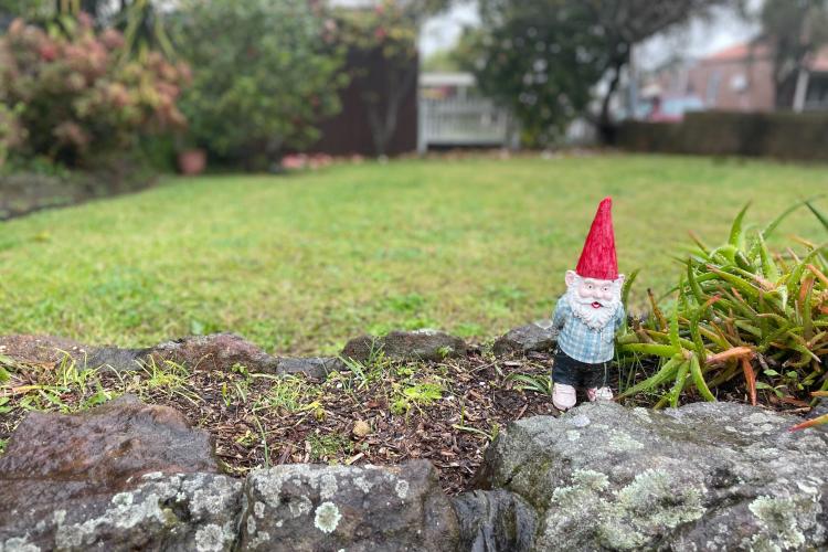 Garden shot, close up of gnome next to shrub