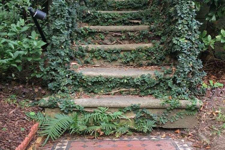 Steps coming down from house to street, covered in greenery