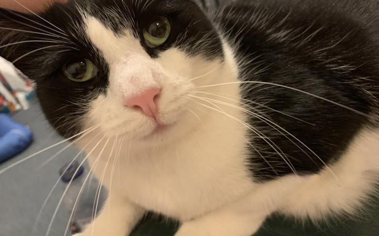 Black and white cat with green eyes looking into the camera